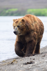 Fototapeta premium Ruling the landscape, brown bears of Kamchatka (Ursus arctos beringianus)