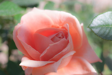 tender pink orange pastel color rose