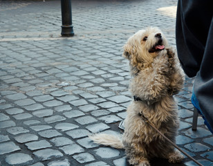 A Dog Begging for Food in the Streets of Rome.