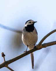 Pied Wagtail / White Wagtail
