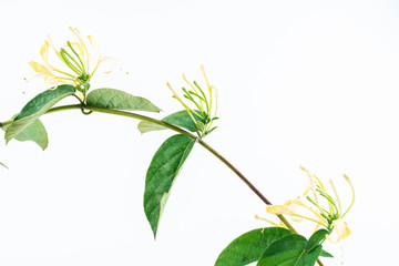 A wild honeysuckle vine on white background