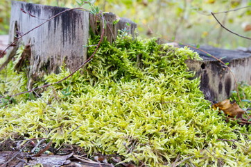 Sphagnum moss in the forest