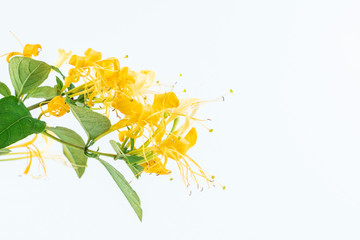 Wild honeysuckle blooming on white background