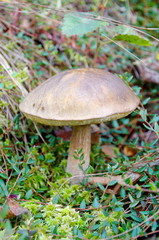 Leccinum scabrum mushroom in the forest