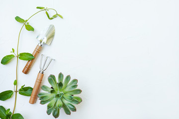garden tools with growing succulent plant. Isolated on white background.