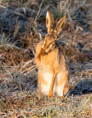 Brown Hare / European Hare