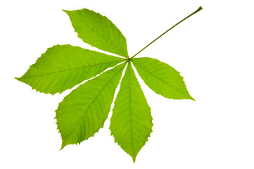 leaf of chestnut tree isolated