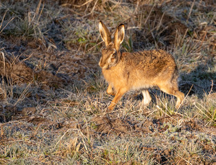 Brown Hare / European Hare