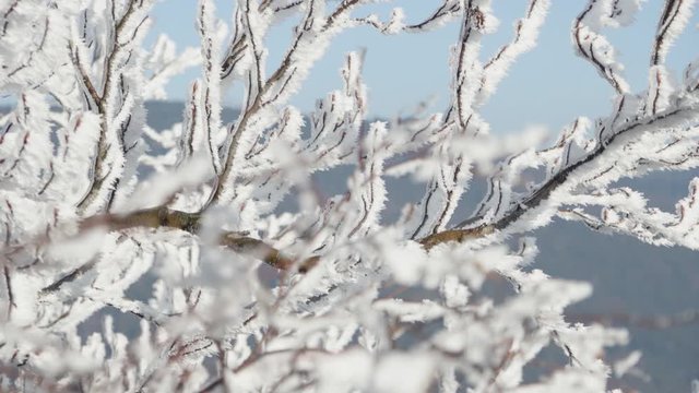 Frost-covered tree crown in a forest - closeup
