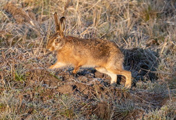 Brown Hare / European Hare