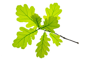 leaf of oak tree isolated