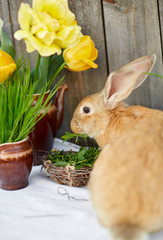 Orange bunny rabbit near the flower composition. Easter decoration. Bouquet of yellow tulips