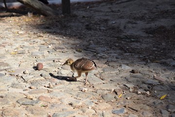 Indian peafowl - Pavo cristatus little puppy