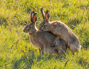 Brown Hares mating, spring time