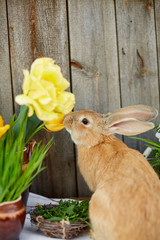 Orange bunny rabbit near the flower composition. Easter decoration. Bouquet of yellow tulips