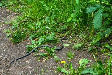The snake crawls on the ground to the grass. species of reptiles