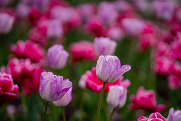 tulip on a tulip field
