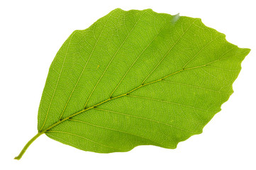 leaf of beech tree isolated - obrazy, fototapety, plakaty