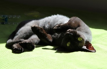 
black cat basks in the sun