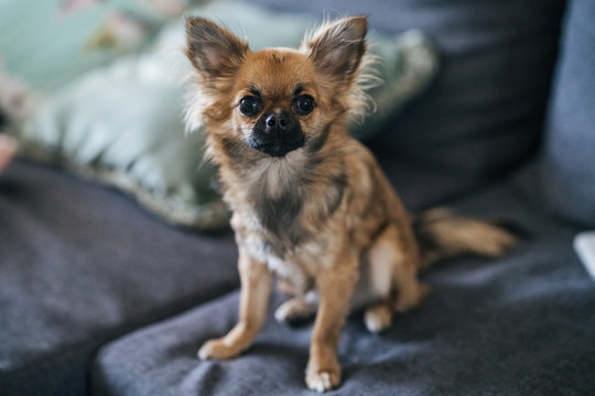 A ginger long-haired dog of the Chihuahua breed sitting on a grey sofa. A photo with a blurred background.