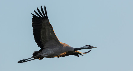 Obraz premium Common Cranes in flight