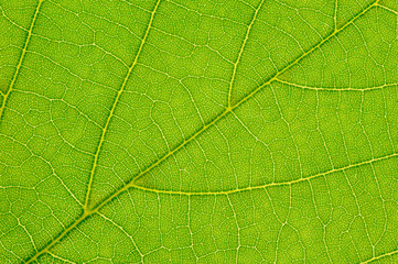 Naklejka na ściany i meble leaf of linden tree isolated