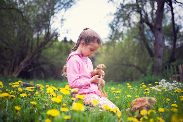 Beautiful little girl with chicken on hands. Little kid with pet sitting on grass. Childhood in the countryside. Small farmer. Girl with pigtail in a pink sweatshirt.
