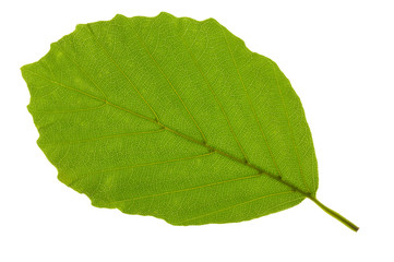 leaf of beech tree isolated - obrazy, fototapety, plakaty