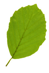 single leaf of beech tree isolated over white background