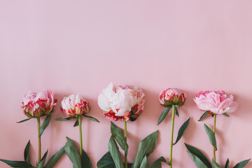 Beautiful pink peony flowers on pink background. Flat lay style with copy space.