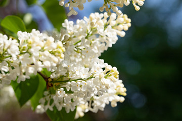 weißer heller Flieder am Baum im Frühling und in der Sonne