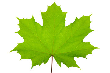 leaf of maple tree isolated