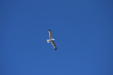 Seagull flying in the sky