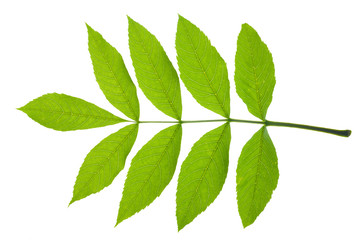 single leaf of ash tree isolated over white background