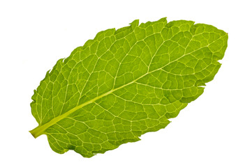 Obraz premium single leaf of lemon balm isolated over white background