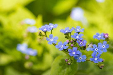 blaues vergissmeinnicht draußen im grünen Frühling in der Sonne im Beet