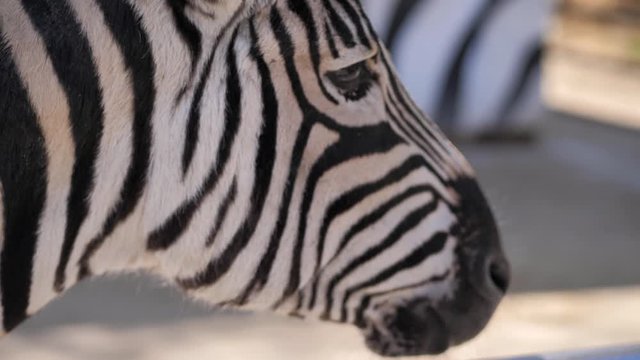 In the zoo. Close-up. A zebra sits in a pen and looks around sadly