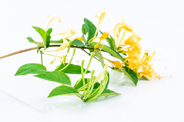 Wild honeysuckle blooming on white background