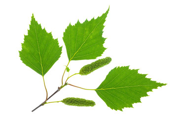 leaf of birch tree with pollen isolated over white background