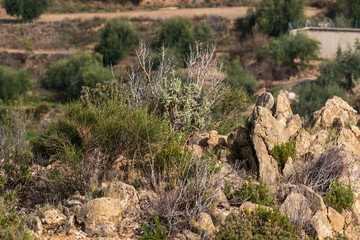 bushes growing between rocks in Montenegro (Spain)

