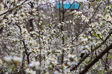 Blooming blackthorn flowers on the branches look like a snow-white cover.