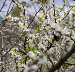 Blooming blackthorn flowers on the branches look like a snow-white cover.