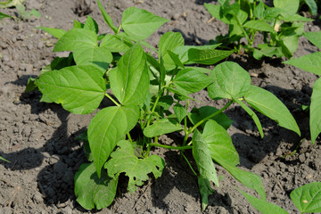 Bean stalks grow in the home garden. Homegrown foods.