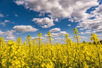 Obraz premium Field of beautiful springtime golden flower of rapeseed with blue sky, canola colza in Latin Brassica napus with rural road and beautiful cloud, rapeseed is plant for green industry