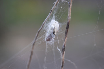 Macro shot of an spider web. wraps up an insect in webbing. spider web cocoon