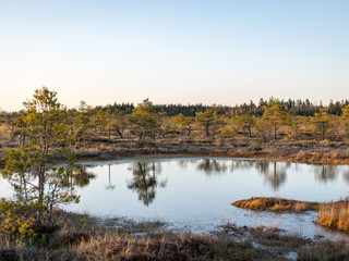 Nice landscape with evening and sunset over the bog lake, crystal clear lake and peat island in the lake and bog vegetation, bog pine in the background.