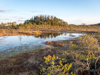 Swamp overgrown with trees and reeds, swamp lake at sunset, swamp vegetation in the foreground