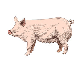 Hand drawn pig