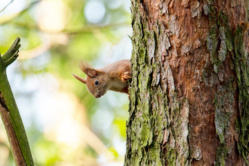 Red squirrel
