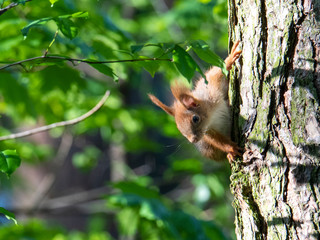 Red squirrel
